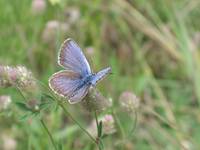 Silver Studded Blue