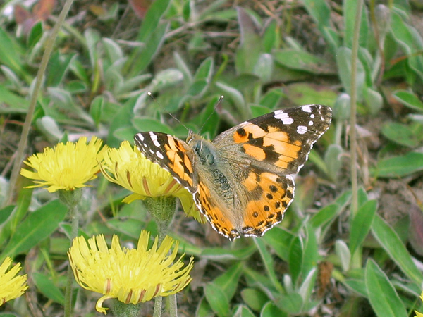 Painted Lady