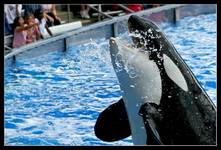 Shamu 2