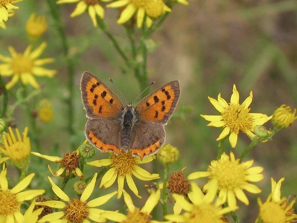 Small Copper