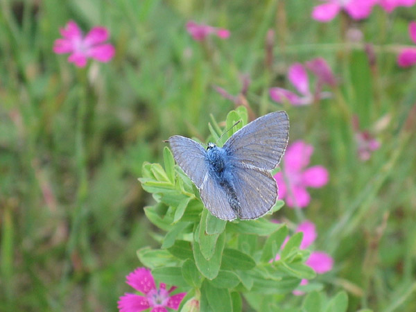 Common Blue