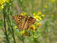 Queen of Spain Fritillary