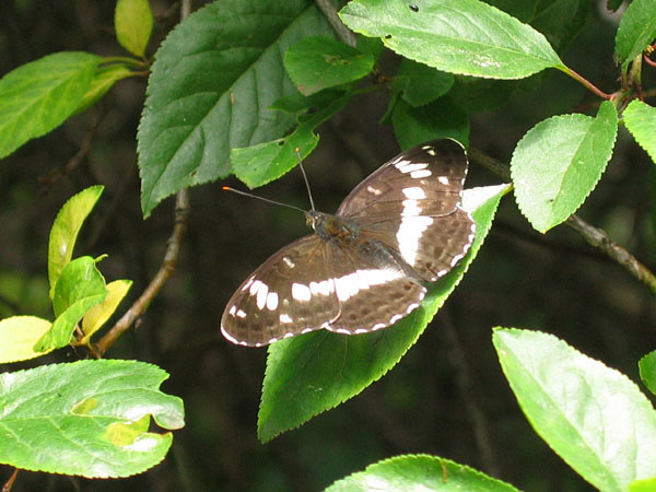 White Admiral