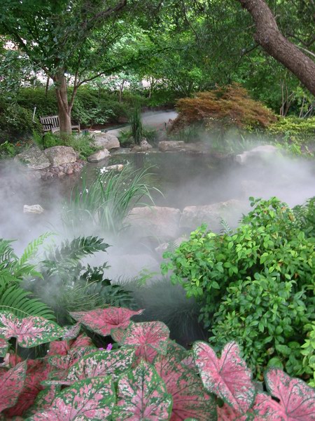 fog in botanic garden