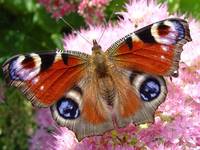 Motyl