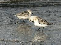 Calidris alba