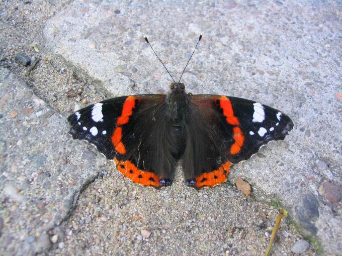 Motyl w wielkim mieście