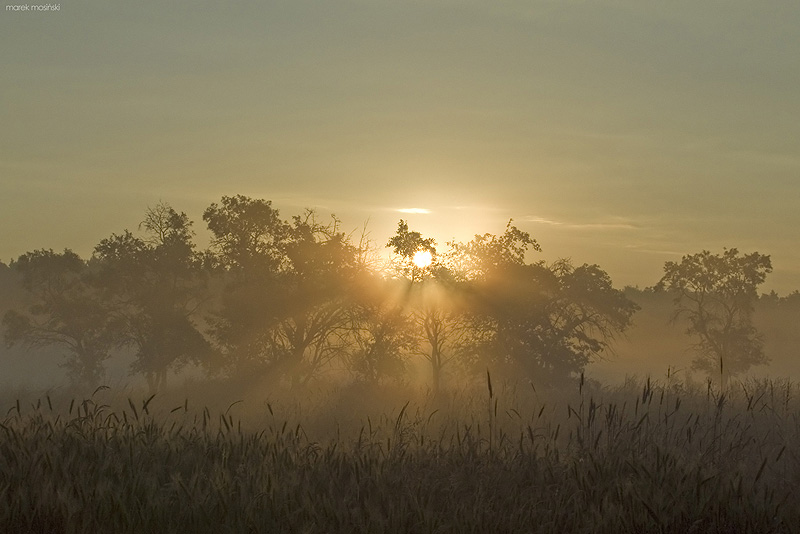 Sunrise