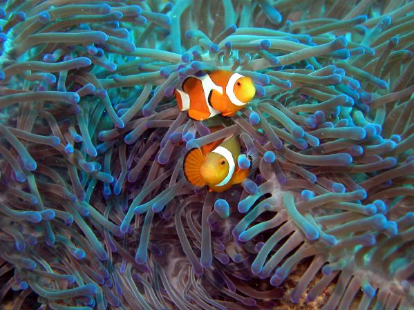 Anemone fish