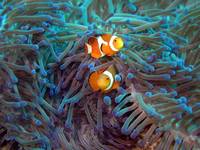 Anemone fish