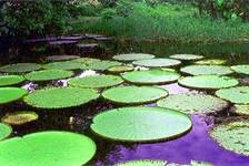 Victoria Regia