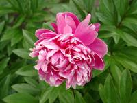 PEONIA