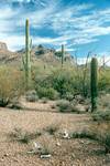 Smierc, saguaro