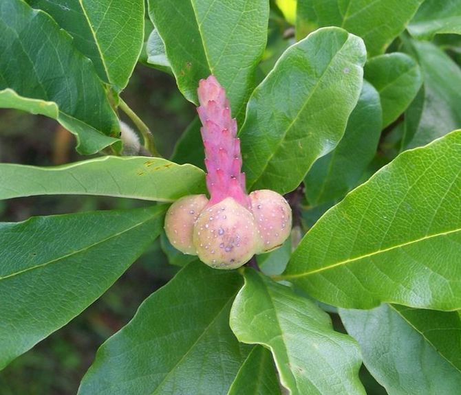 Magnolia japońska