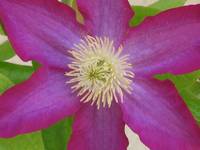 Clematis