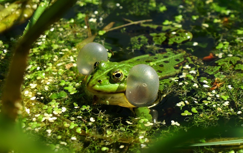 Żabek