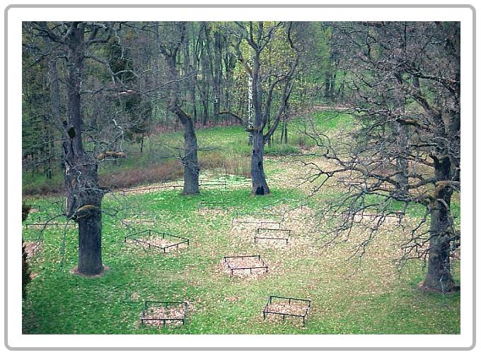 Puszcza Bialowieska VII - Old oaks in Park Palacowy