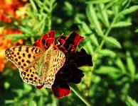 Dostojka latonia (Issoria lathonia)