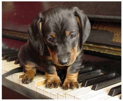 Piano dog