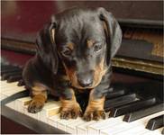 Piano dog