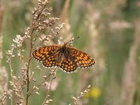 Heath Fritillary