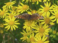 False-heath Fritillary