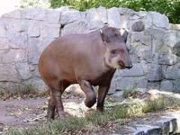 tapir