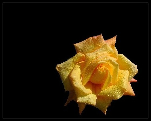 yellow rose