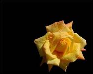 yellow rose