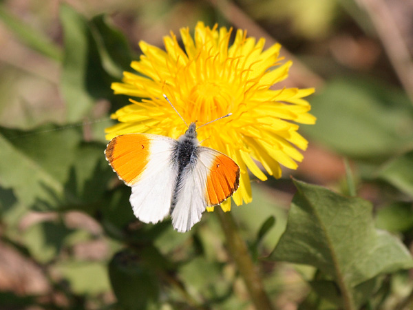 Orange tip