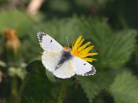 Orange tip