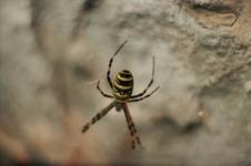 black & yellow spider