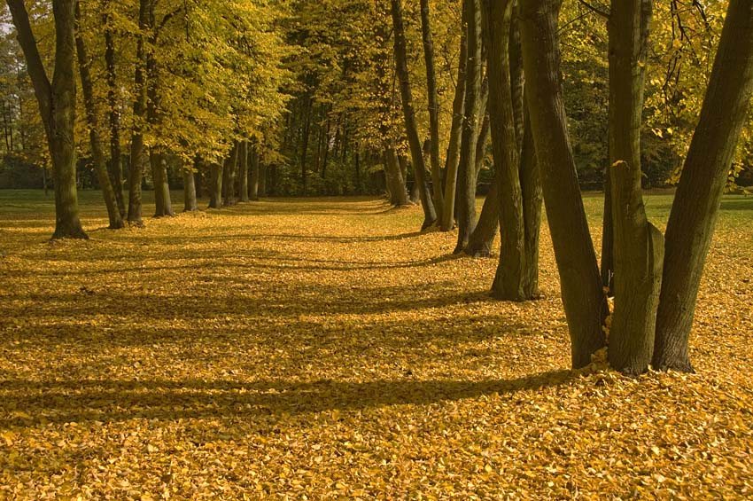 nieużywana jeszcze tej jesieni alejka lipowa