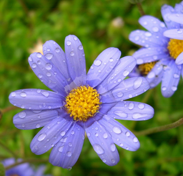 Blue Flower