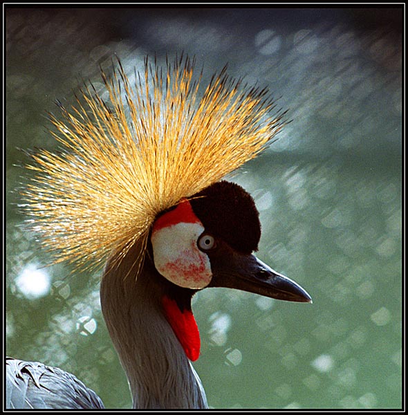 African Crowned Crane