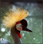 African Crowned Crane