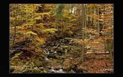 Park Narodowy - Karkonosze