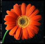 Gerbera...