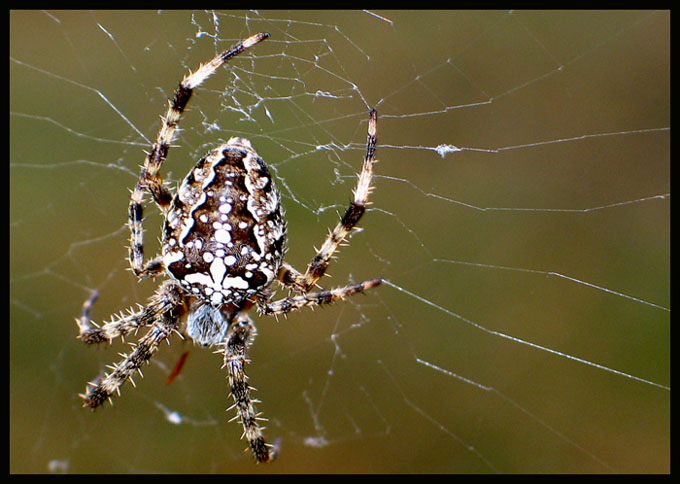 Spider