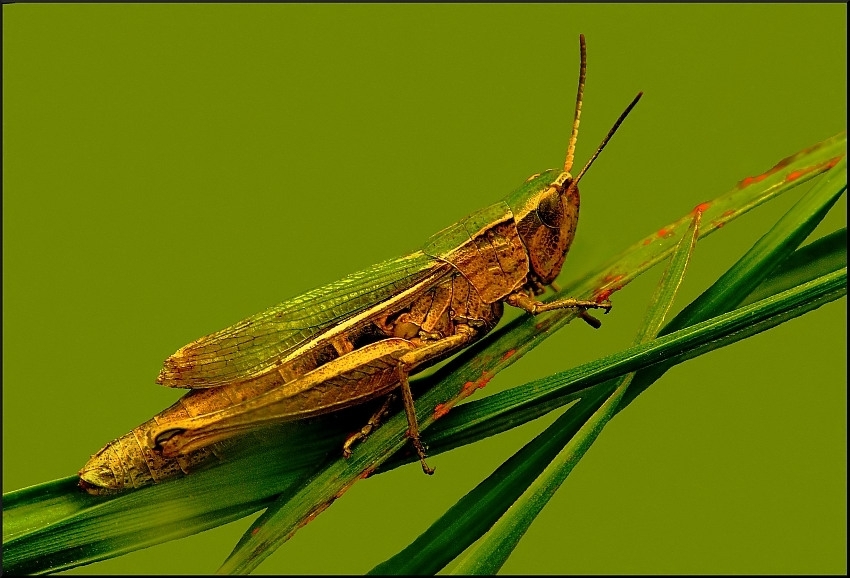 Waga ciężka