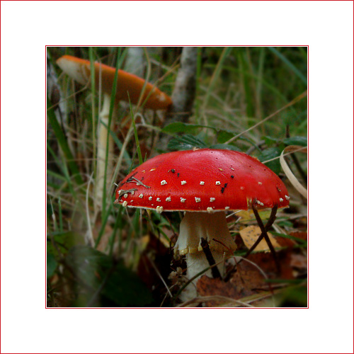 Amanita Muscaria