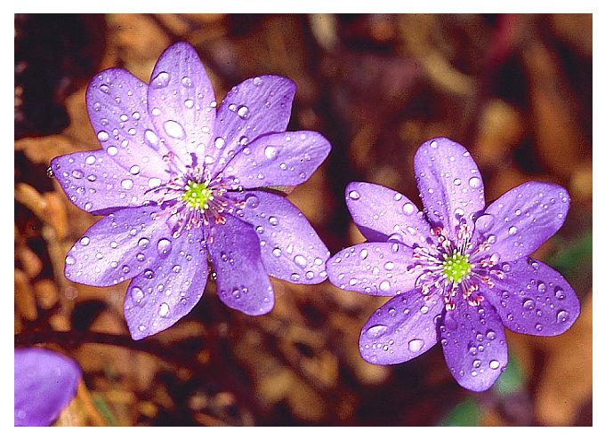 Hepatica nobilis