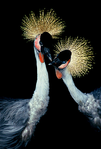 Crowned Cranes