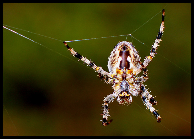 Spider II