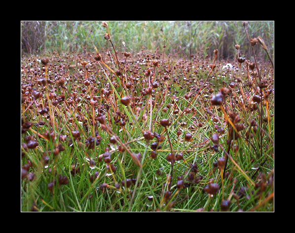 Micro forest