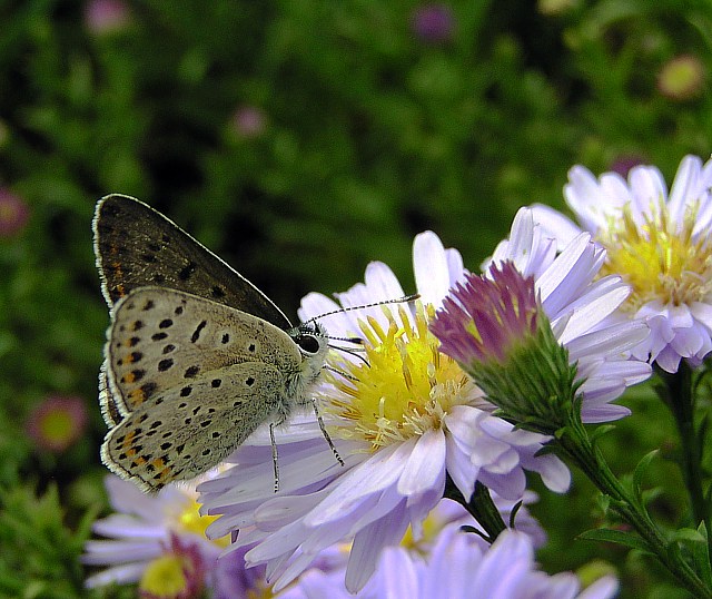 tak, tak, niestety znowu motyl:-)