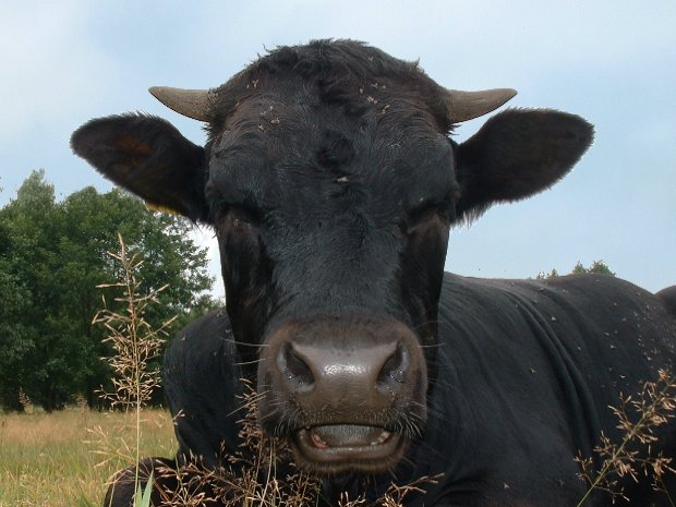 ... a może zrobimy rodeo, tylko czy dobrze biegasz #2