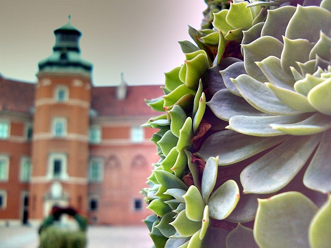 na królewskiej łące..