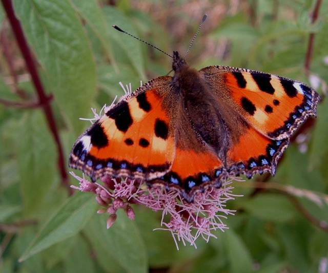 motyl