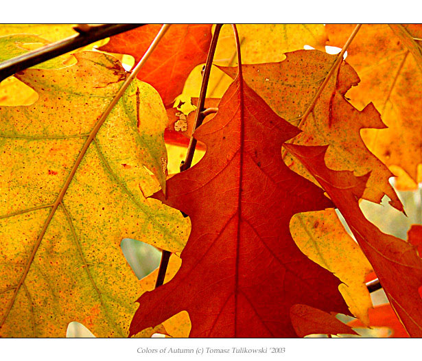 Colors of Autumn